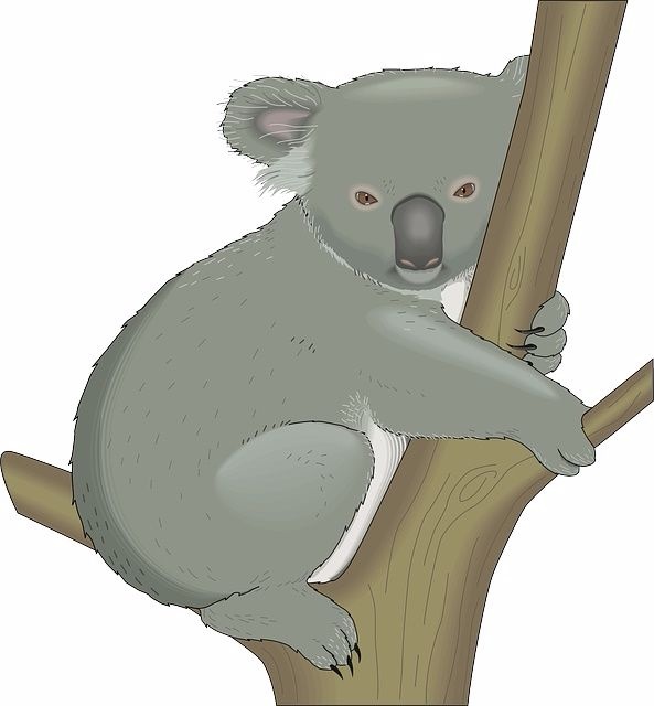 koala_bears