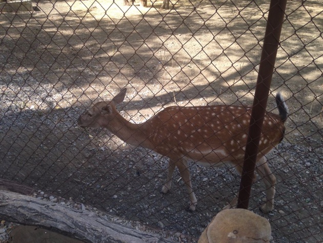 bulgaria_aytos_zoo