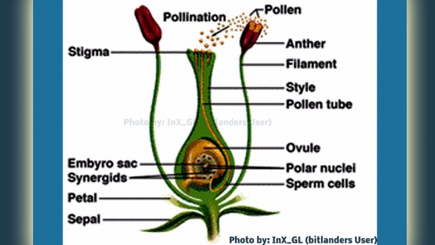 germination