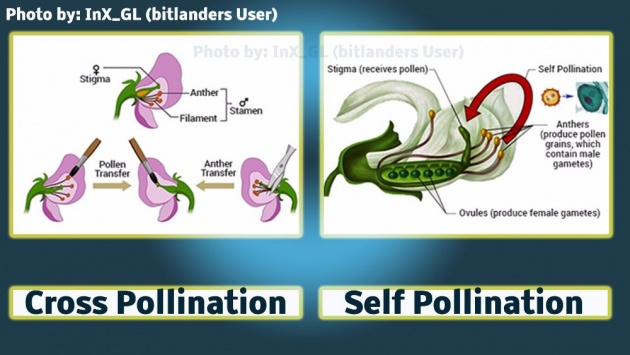 function_of_a_plant_body