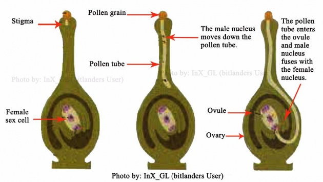 plant_body