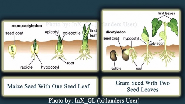 plant_body_parts