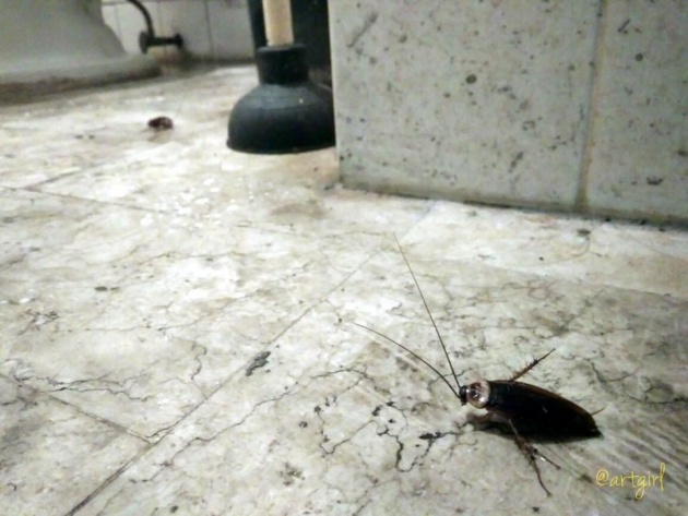 best_way_to_kill_roaches