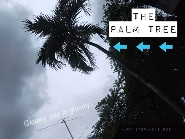 philippine_palm_tree