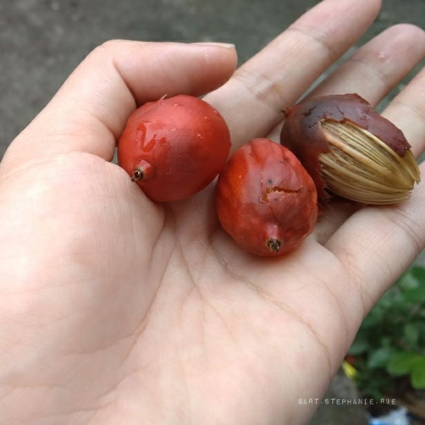 palm_nuts