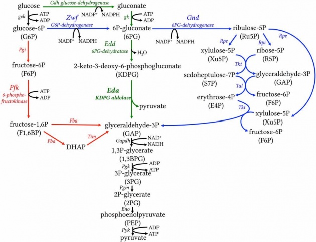 glycogen