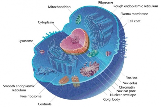 animal_cell