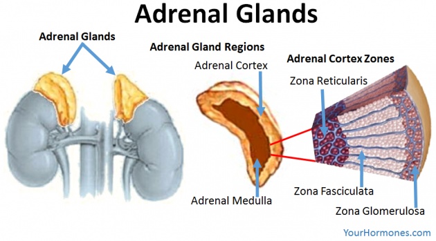 adrenal_fatigue