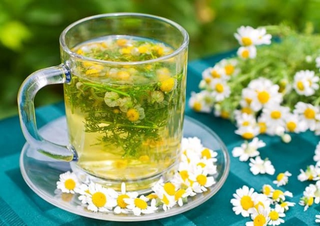 chamomile