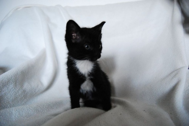 Белый галстук у черного кота 7 букв. Черный сиамский котенок. Черный котенок с белым галстуком. Сиамский кот белый с черным. Черно белый сиамский котенок.