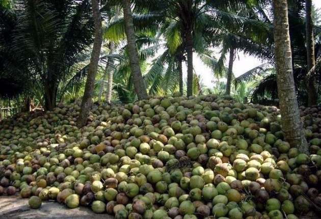 coconut