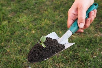 gardening_gloves