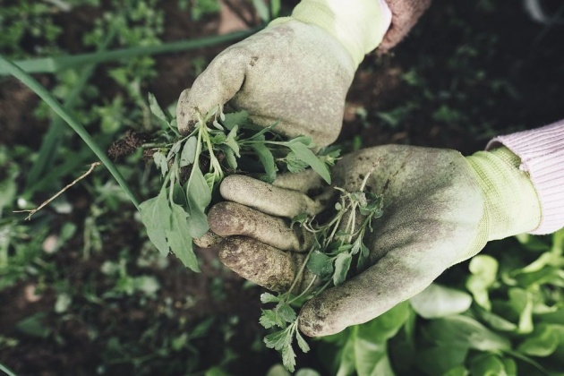 gardening_for_beginners