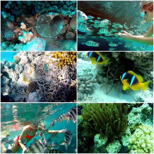 coral_reefs_in_the_red_sea