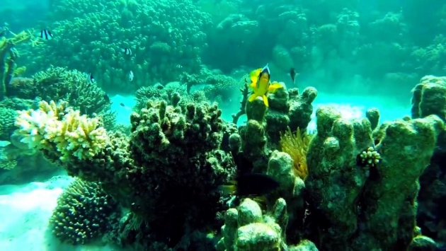 coral_reefs