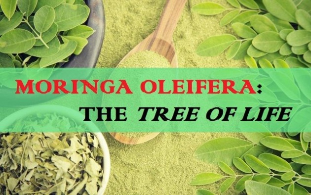 moringa