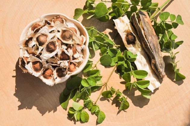 moringa_tree