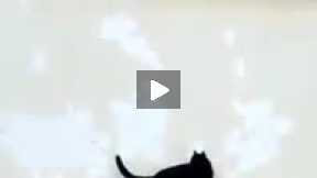 Pigeon Outsmarts A Cat