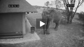 Elephant Caught On CCTV Cleans Up Trash