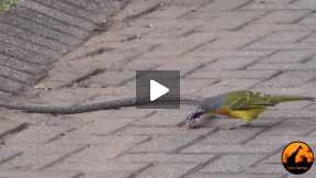 Bird Fight To Snake First Time Watch This Amazing Video Friend ..