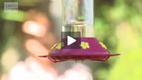 Slow Motion Hummingbirds