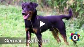 World’s Top 10 MOST DANGEROUS Dog Breeds