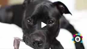 World’s Top 10 MOST DANGEROUS Dog Breeds