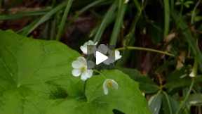 “Skeleton Flowers” Become Transparent When It Rains