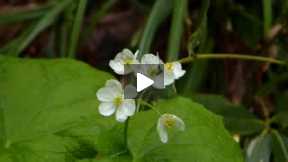 flowers become transparent on raining