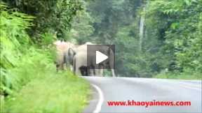 elephant herd attacks motorbike
