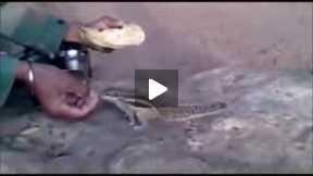 Indian soldier sharing food with squirrel, heart touching video.