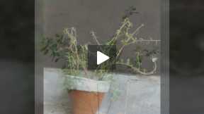I am fond of planting: A slidefilm of plants grown by me in my house