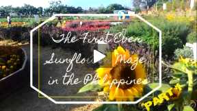 The First Ever Sunflower Maze in the Philippines (Part 1)