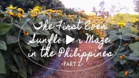The First Ever Sunflower Maze in the Philippines (Part 2)
