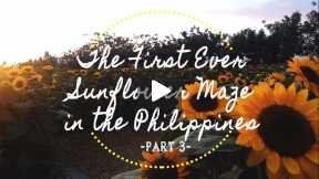 The First Ever Sunflower Maze in the Philippines (Part 3)