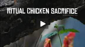 Ritual Chicken Sacrifice
