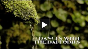 Dances With The Daffodils