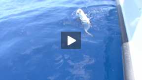 Boring Fishing Day in Key West Florida part 4