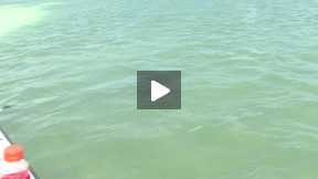 Extreme shark fishing in Key West eps 020