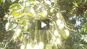 Mango trees part 2