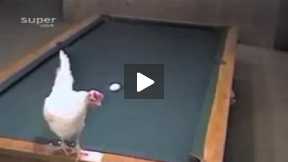 hen is playing