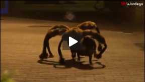 The mutant giant spider dog !!