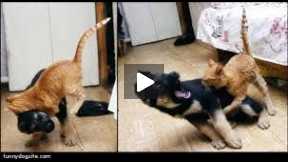 Outrageously Vicious cat attacks dog from the car